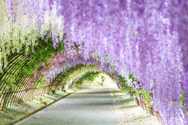 河内富士ガーデンの藤トンネル (福岡) - 福岡 ストックフォトと画像