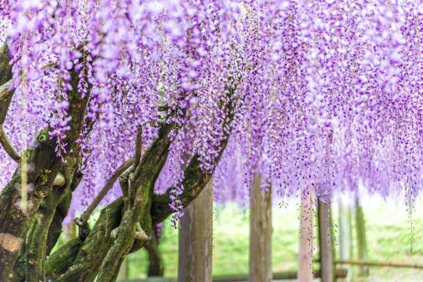 istock Wisteria tree at Fuji Garden (Japan) 684698354