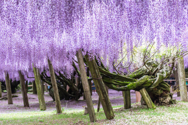 istock Wisteria tree at Fuji Garden (Japan) 684698364