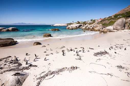 The colony of African Penguins live and breed on the sands of Boulders Beach near Cape Town, South Africa. Shot in April 2017 in Fall.