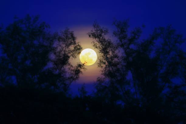 istock Full moon beautiful over dark  sky at have  tree shadow in night 684698894