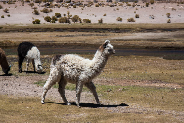istock Bolivian Llamas 684701392