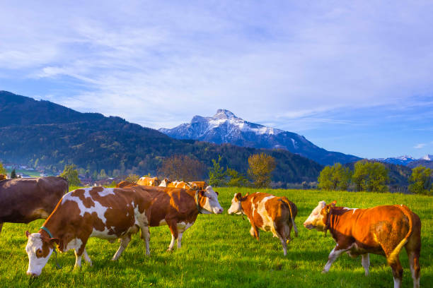 istock Cows on austrian alp, Salzburger Land, Austria 684701424