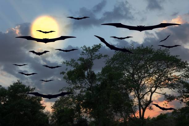 istock bat flying Vampire in day Halloween  forest and sky with copy space for add text 684703690