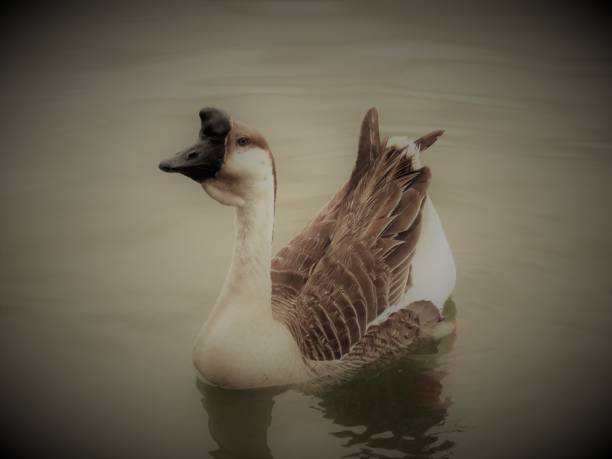 Chinese Goose Chinese Goose chinese goose stock pictures, royalty-free photos & images