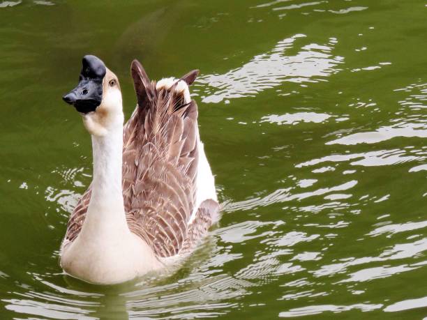 Chinese Goose Chinese Goose chinese goose stock pictures, royalty-free photos & images