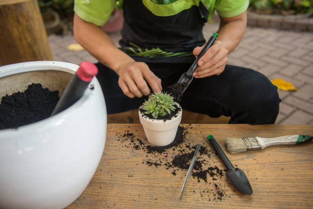 istock Gardener making the succulent plants in the small pottery 684706900