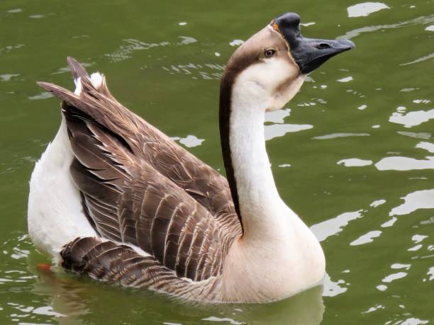 Chinese Goose Chinese Goose chinese goose stock pictures, royalty-free photos & images