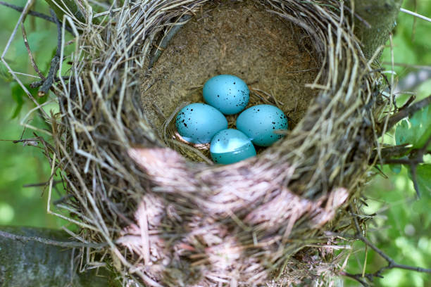 istock A nest of birds on a tree in the wild. 684714478