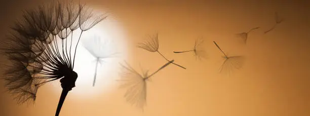 Photo of flying dandelion seeds