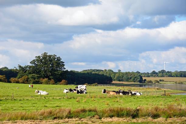 istock Herd of cows by Blithfield reservoir. 684720808