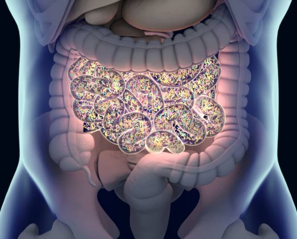 Gut bacteria , gut flora, microbiome. Bacteria inside the small intestine, concept, representation. 3D illustration. stock photo