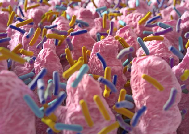 Intestinal villi. Small finger-like projections that extend into the lumen of the small intestine. Gut bacteria, flora, microbiome. 3d illustration. stock photo