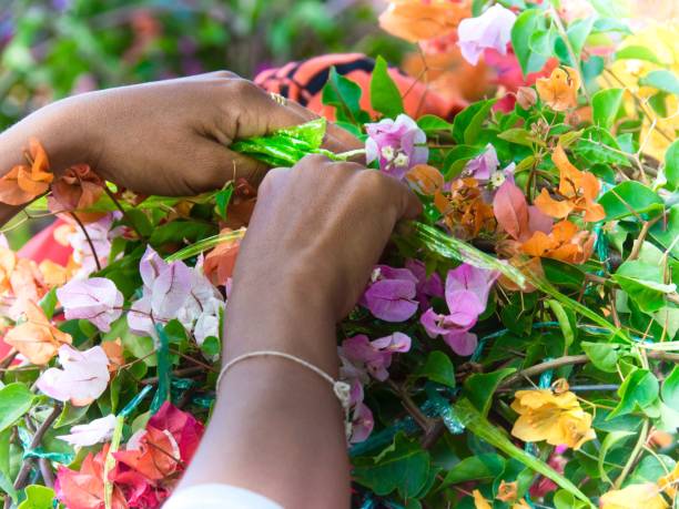 istock Hands working on Bougainvillea Flowers 684741278