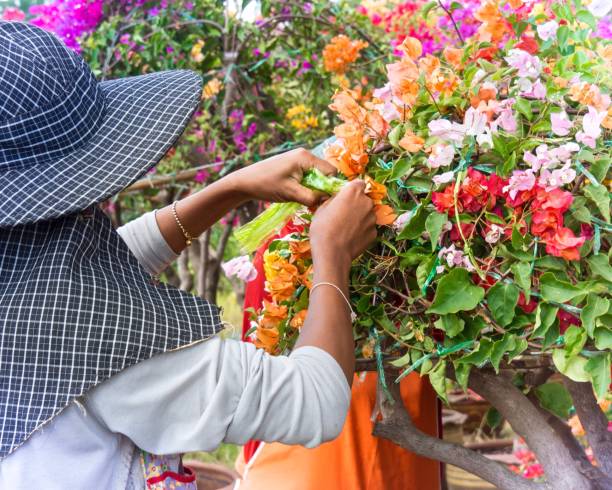 istock Lady With Blue Hat working on Bougainvillea Flowers 684741306