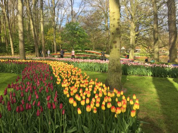 istock Tulip Gardens - Netherlands 684743858