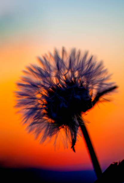 istock Dandelion seeds on sunrise 684743904