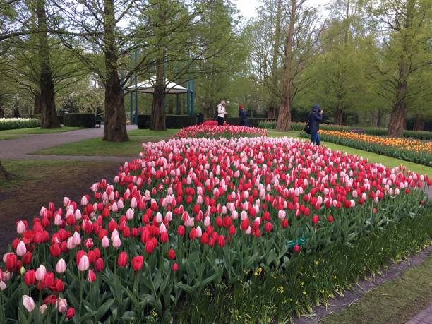 istock Tulip Gardens - Netherlands 684744026