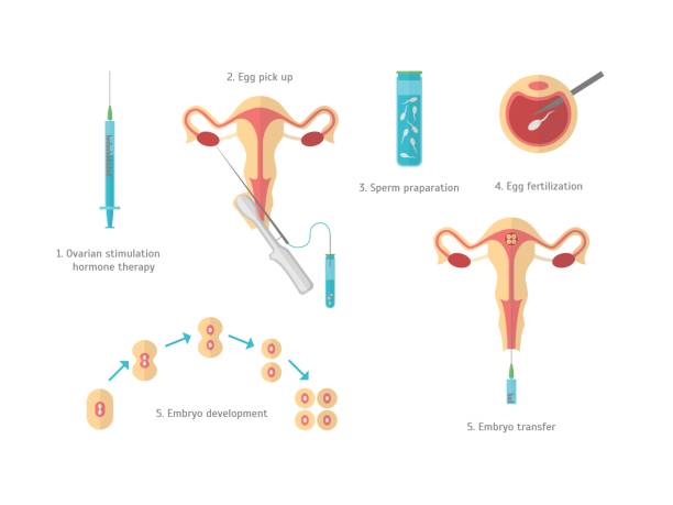 ilustrações de stock, clip art, desenhos animados e ícones de concept in vitro fertilization. vector - artificial insemination