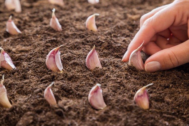 Woman's hand planting small garlic in the ground. Early spring preparations for the garden season. stock photo