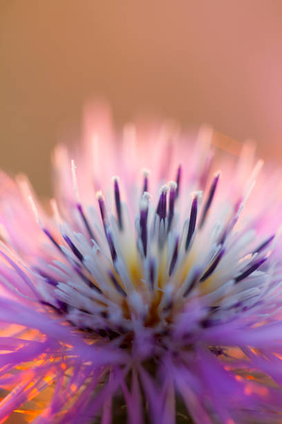 istock Carduus tenuiflorus in sunrise 684751830