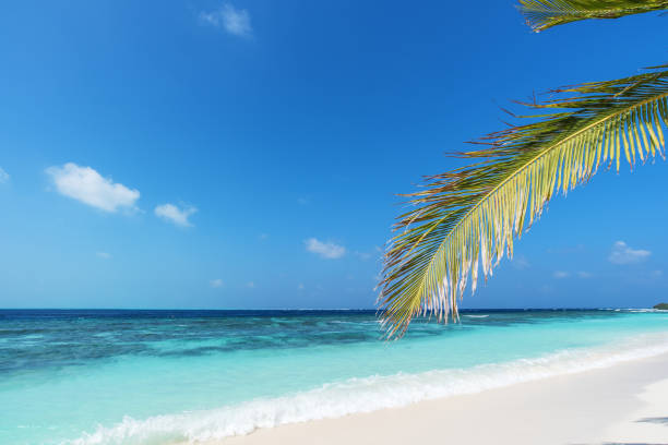 istock Palm leaf and tropical sea background 684752848