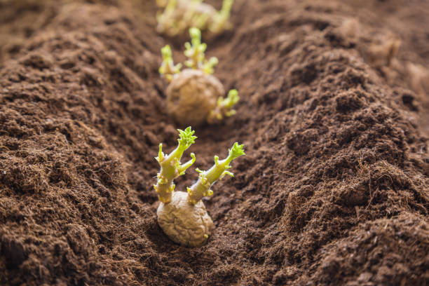 Potato tubers planting into the ground. Early spring preparations for the garden season. stock photo