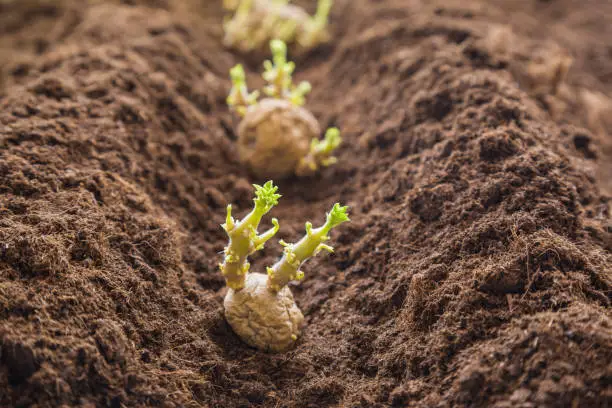 Photo of Potato tubers planting into the ground. Early spring preparations for the garden season.