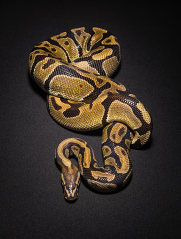 Image Of Brown Ball Python Stock Photo - Download Image Now - Black And ...
