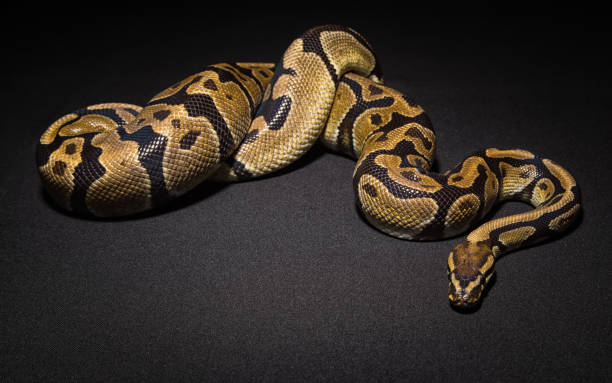 istock Photo of brown pet snake 684764294