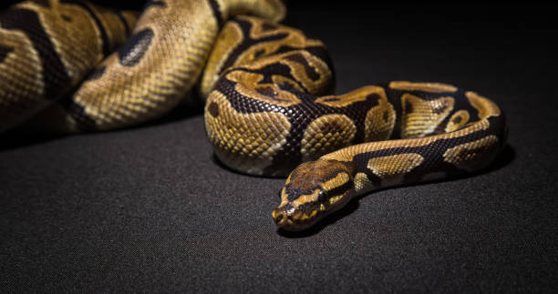 istock Image of brown pet snake 684764320