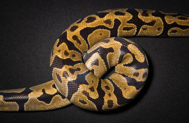 Photo of royal python's noose