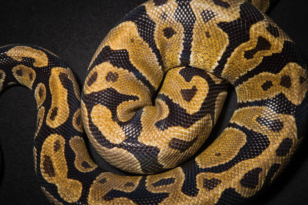 istock Photo of royal python's skin 684764568