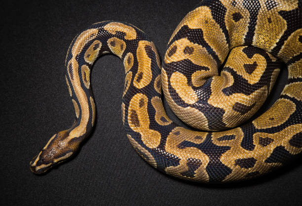 foto von königliche python - royal python stock-fotos und bilder