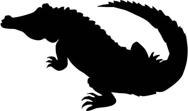 crocodile silhouette of crocodile crocodile stock illustrations