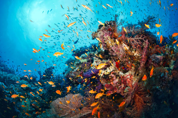Scuba diver is exploring and enjoying Coral reef  Sea life  Sporting women stock photo