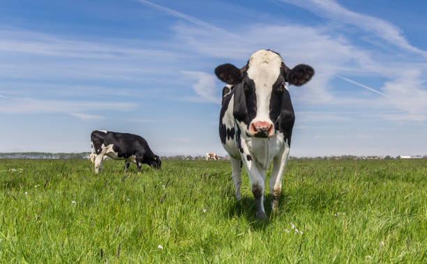 istock Dutch Holstein cow standing in the green grass 684788306