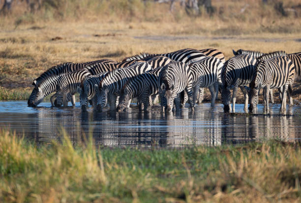 istock Zebras In The Wild 684789844