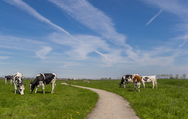 istock Bicycle path through farmland with cows in the Netherlands 684789892