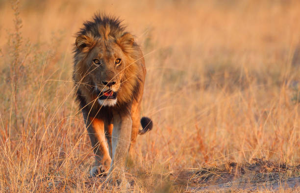 leone maschio - repubblica del botswana foto e immagini stock