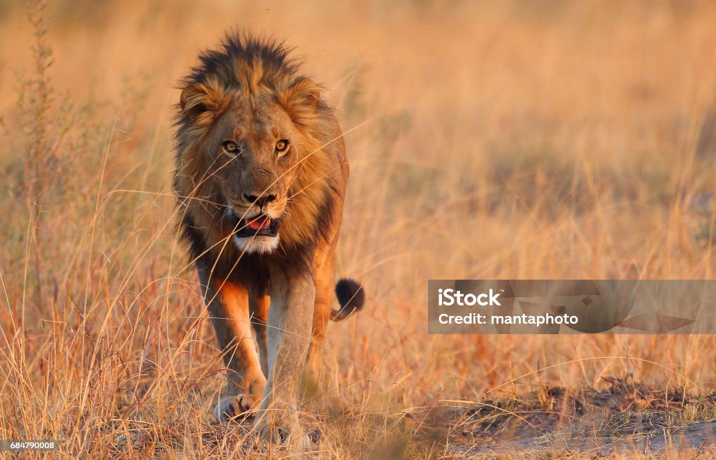 Male lion Lion - Feline Stock Photo