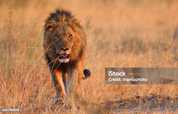 Male Lion Stock Photo - Download Image Now - Lion - Feline, Botswana, Roaring