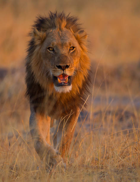 männliche löwe gähnen - lion mane strength male animal stock-fotos und bilder