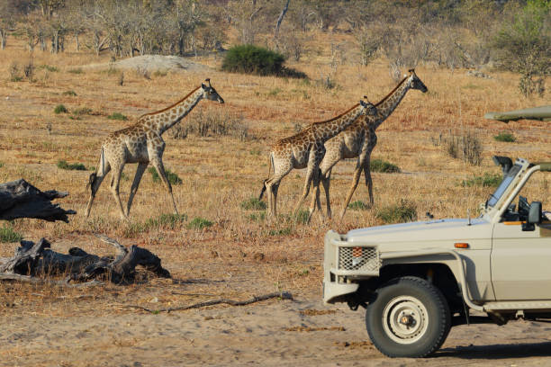 istock Giraffe among savanna in Africa 684790224