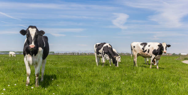 istock Panorama of black and white Holstein cows 684790272