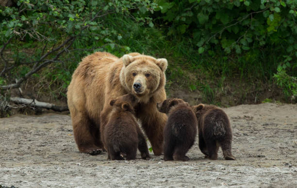 istock Alaskan brown bear sow and cubs 684790698