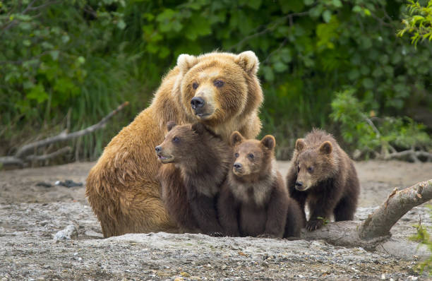 ours brun d'alaska et des cubs semer - katmai national park photos et images de collection