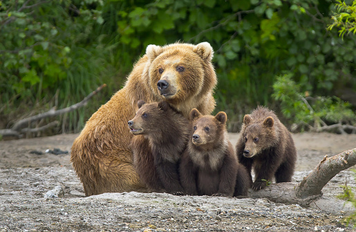 Beautiful mother bear closely watches over her cubs while they are resting.  Outlined against the sky, her blond fur flies in the breeze.