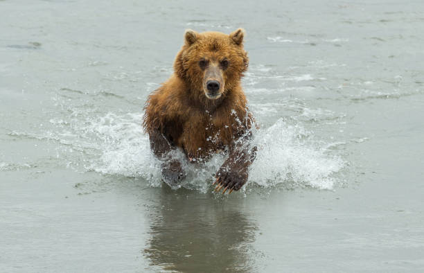 istock Grizzly Bears Catching Salmon 684790712