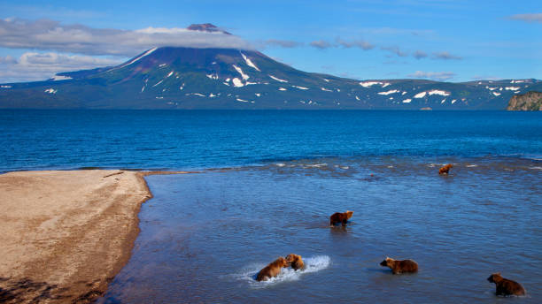 Grizzly Bears Catching Salmon